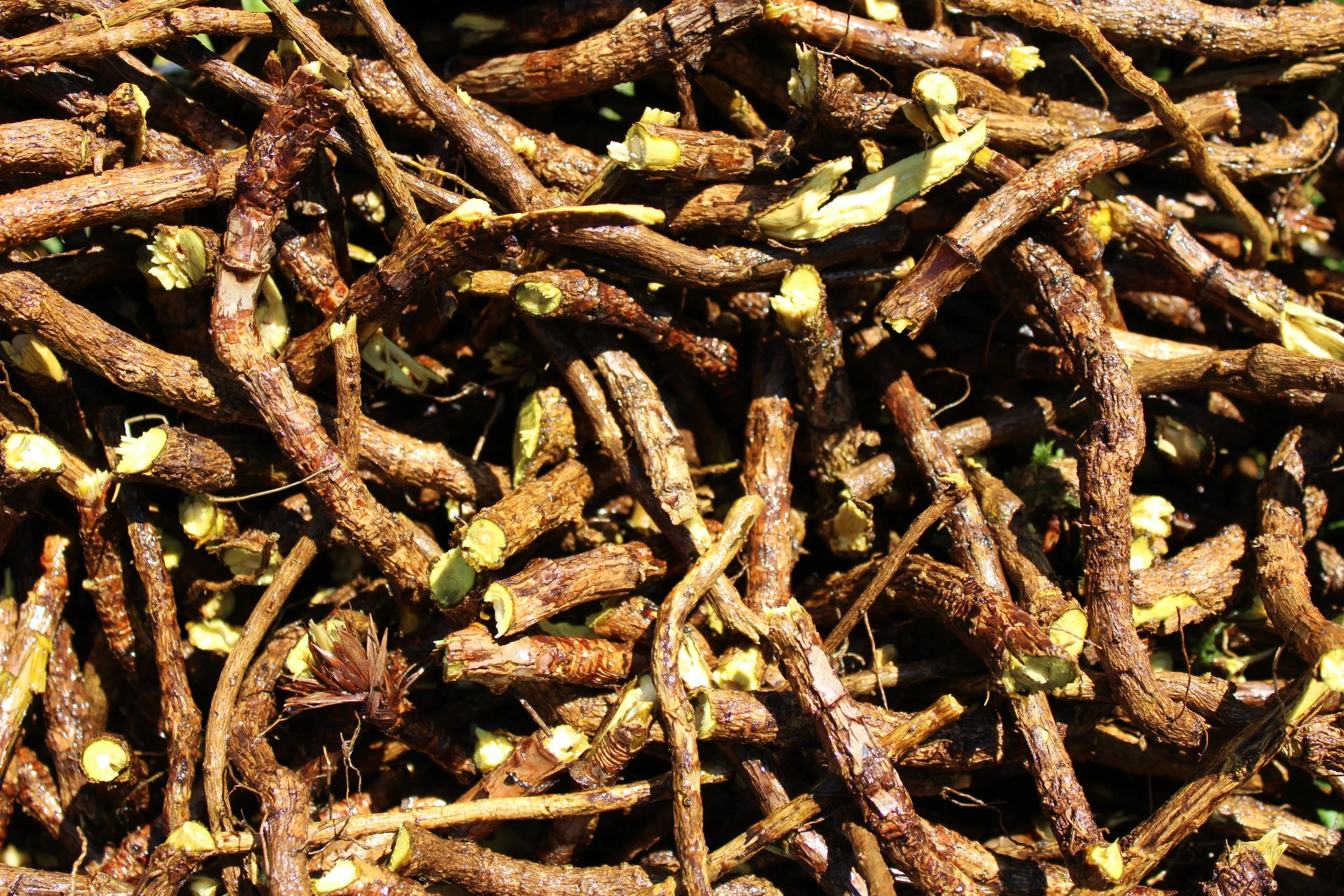 Madder Root — WESTWOOD COLOR